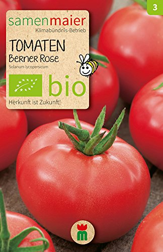 Samen Maier 818 Tomate Berner Rose (Fleischtomate) (Bio-Tomatensamen) von Samen Maier