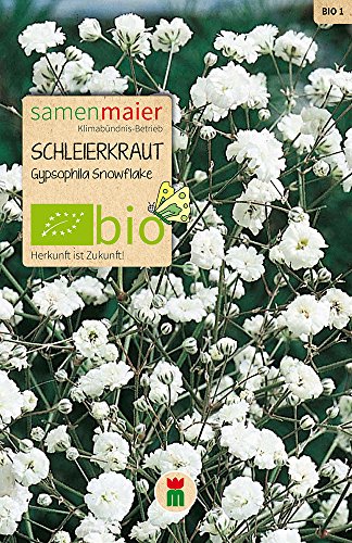 Samen Maier 844 Schleierkraut einfache weiß (Bio-Schleierkrautsamen) von Samen Maier
