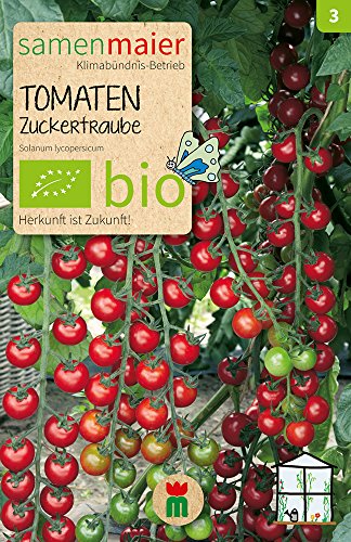 Samen Maier 870 Tomate Zuckertraube (Bio-Tomatensamen) von Samen Maier