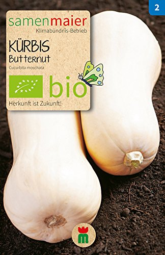 Samen Maier 875 Butternut Kürbis (Bio-Butternusskürbissamen) von Samen Maier