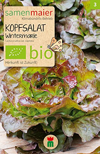 Samen Maier 892 Kopfsalat Wintermarie (Bio-Salatsamen) von Samen Maier