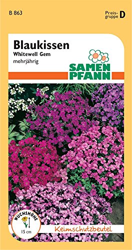 Samen Pfann B863 Blaukissen Whitewell Gem Aubretia (Blaukissensamen) von Samen Pfann