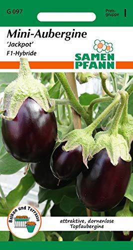 Samen Pfann G097 Mini-Aubergine Jackpot F1-Hybride (Auberginensamen) von Samen Pfann