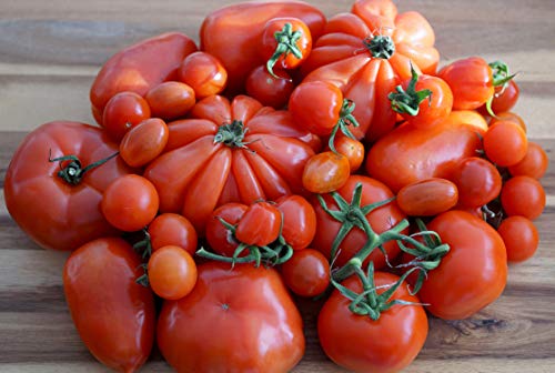 Italienische Tomaten Samenmischung aus 10 Arten zusammengefasst in einem Beutel - 50 Samen von Samen Schenker