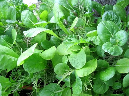 Asia-Salat Mix – Amaranth Red, Mizuna, Tatsoi, Red Mizuna, Pak Choi – Feine Blättervielfalt aus Asien – 5 Arten gemischt in einem Beutel – 500 Samen von Samen Schenker