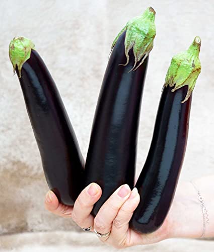 Aubergine Lang Purpur - Eierfrucht - 60 Samen von Samen Schenker