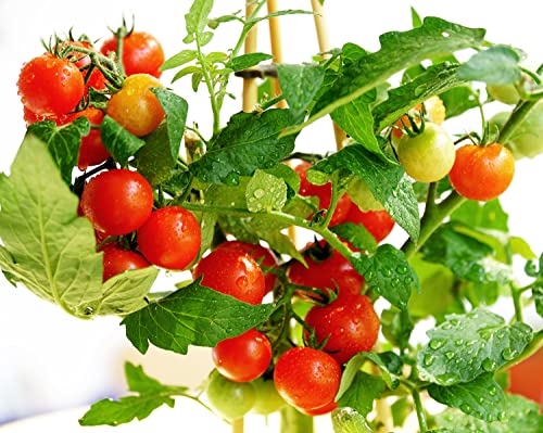 Balkon-Tomate Maskotka - süß und ertragreich - 30 Samen von Samen Schenker