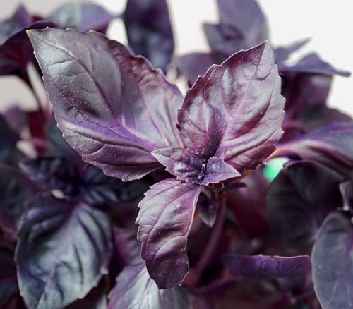 Basilikum Purple Dark Opal - Aromatischer Purpur-Basilikum mit Intensivem Geschmack - Lichtkeimer - 500 Samen von Samen Schenker