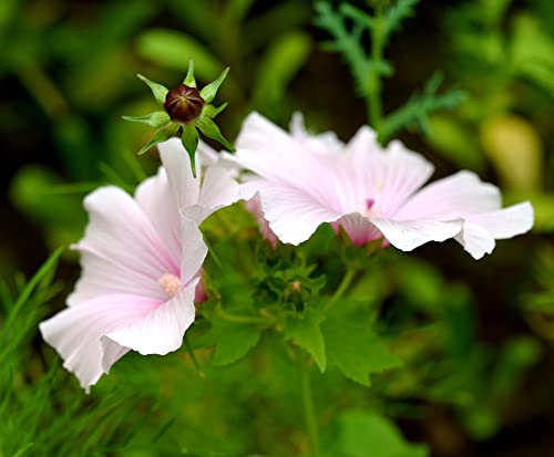 Bechermalve Pink Blush - Lavatera trimestris - Rose Mallow - 25 Samen von Samen Schenker