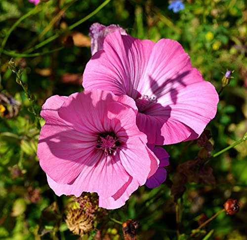 Bechermalve Rosa - Lavatera trimestris - Rose Mallow - 100 Samen von Samen Schenker