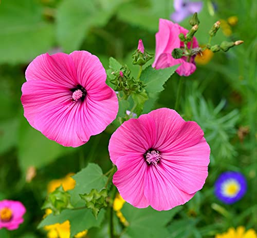 Bechermalve Ruby Regis - Lavatera trimestris - Rose Mallow - 50 Samen von Samen Schenker