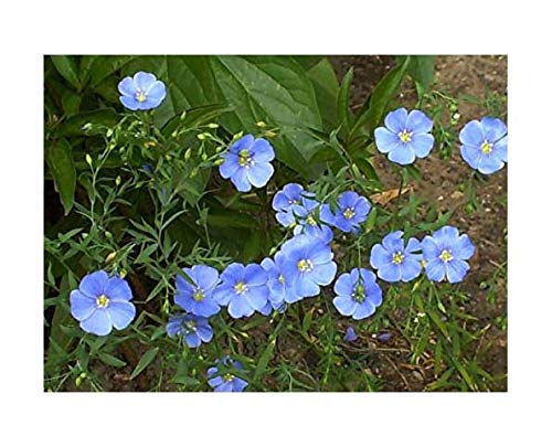 Blauer Flachs - Stauden-Lein - Linum perenne - 200 Samen von Samen Schenker