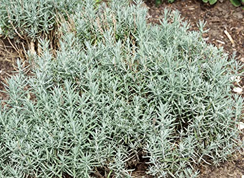 Breitblättrige Lavendel - Lavandula latifolia - 200 Samen von Samen Schenker