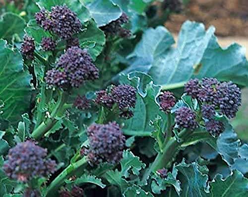 Brokkoli Purple Sprouting Early - Broccoli - 250 Samen von Samen Schenker