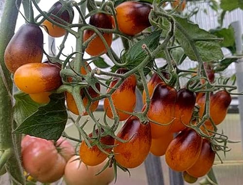 Cherry-Tomate Indigo Pearl Drops – Außergewöhnlich, süß und dekorativ - 10 Samen von Samen Schenker
