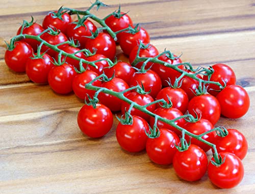 Cherry-Tomate - Tomate Sweet Million F1 - sehr süß und ertragreich - 20 Samen von Samen Schenker