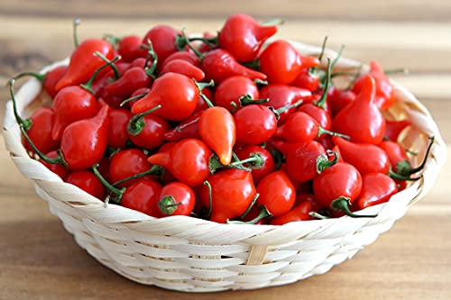 Chili/Paprika Sweety Drops Rot - Biquinho Pepper - sehr ertragreich - 10 Samen von Samen Schenker
