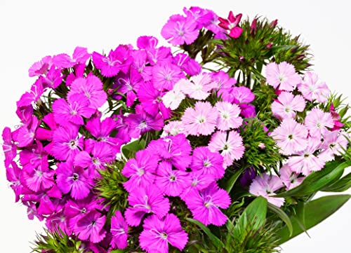 Chinesische Nelke - Dianthus chinensis - 500 Samen von Samen Schenker