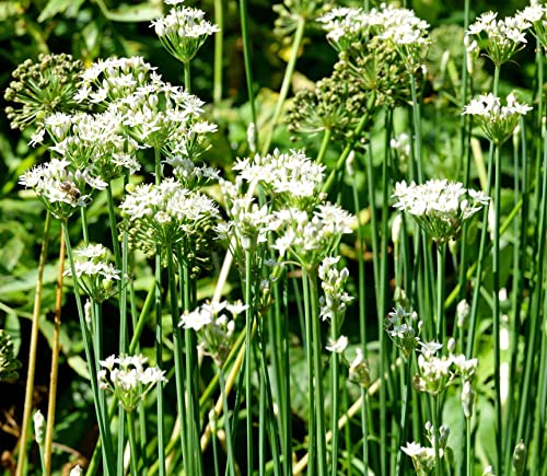 Chinesischer Schnittknoblauch - Knoblauch-Schnittlauch - Allium tuberosum - 200 Samen von Samen Schenker