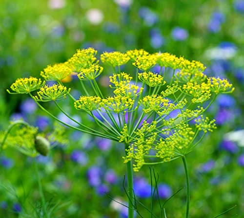 Dill Bouquet - 1000 Samen von Samen Schenker