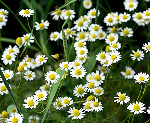 Echte Kamille – Matricaria chamomilla/Matricaria recutita – Duftende Sommerpflanze mit Tradition – 10000 Samen von Samen Schenker