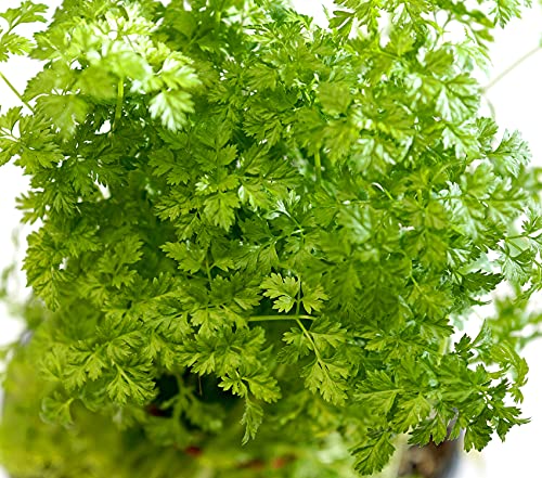 Echte Kerbel - Anthriscus cerefolium - 1000 Samen von Samen Schenker