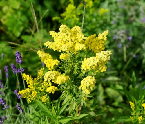 Echtes Labkraut – Galium verum – Duftende Wildblume mit goldgelben Blüten – 1000 Samen Echtes Labkraut – Galium verum – Duftende Wildblume mit goldgelben Blüten – 1000 Samen von Samen Schenker