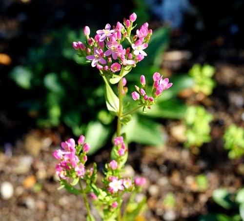 Echtes Tausendgüldenkraut – Centaurium erythraea – Seltene Wildpflanze aus Kulturanbau – 100 Samen von Samen Schenker