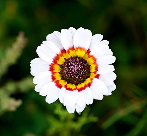 Einjährige Sommermargerite - Chrysanthemum carinatum Cockade - 200 Samen von Samen Schenker