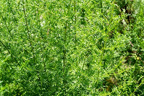 Einjähriger Beifuß - Qing Hao - Sweet Wormwood - Artemisia annua - 1250 Samen von Samen Schenker