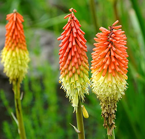 Fackellilie - Kniphofia Crown - Raketenblume - Blume - 100 Samen von Samen Schenker
