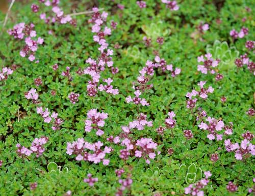 Frühblühender Thymian – Thymus praecox – Blütenduft & Bienenzauber – Teppich-Thymian – Lichtkeimer – 2000 Samen Frühblühender Thymian – Thymus praecox – Blütenduft & Bienenzauber – Teppich-Thymian – Lichtkeimer – 2000 Samen von Samen Schenker