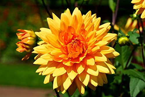 Garten-Dahlie - Dahlia variabilis Unwins Hybrid Mischung - 50 Samen von Samen Schenker