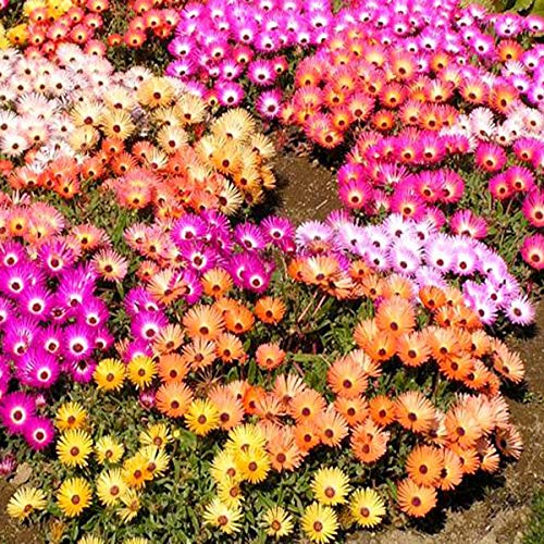 Garten-Mittagsblume - Dorotheanthus bellidiformis - 1000 Samen von Samen Schenker