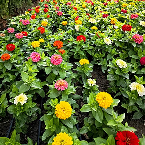 Garten-Zinnie Yoga Mix - Zinnia elegans - Blume - 200 Samen von Samen Schenker