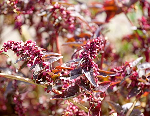 Gartenmelde Rot - Zarter Spanischer Salat, Milder Spinat - Orach Red - 200 Samen Gartenmelde Rot - Zarter Spanischer Salat, Milder Spinat - Orach Red - 200 Samen von Samen Schenker
