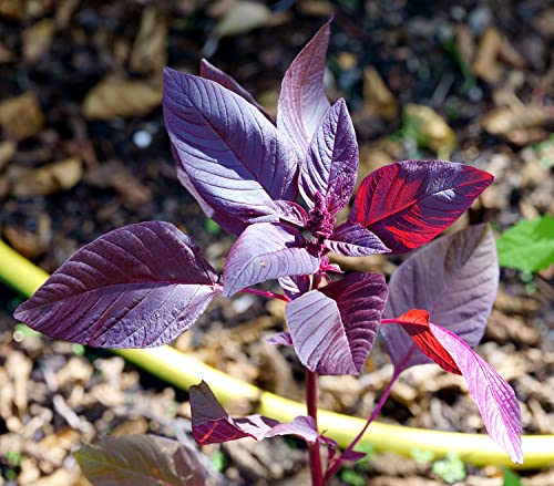 Gemüse-Amaranth Red Garnet - Rotblättriger Fuchsschwanz - Amarant - 1000 Samen von Samen Schenker