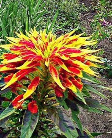 Gemüse-Amaranth - Dreifarbiger Fuchsschwanz - Amarant - 100 Samen von Samen Schenker