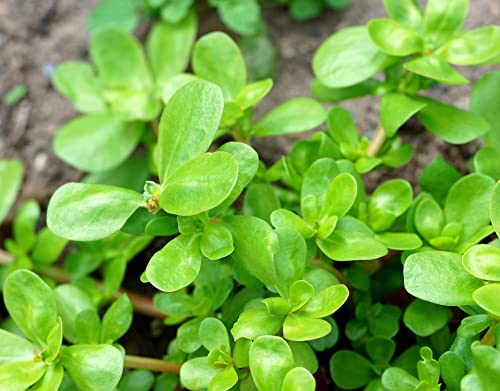 Gemüse-Portulak - Sommerportulak - Portulaca oleracea sativa - Salate - 1000 Samen Gemüse-Portulak - Sommerportulak - Portulaca oleracea sativa - Salate - 1000 Samen von Samen Schenker
