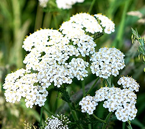 Gewöhnliche Schafgarbe - Achillea millefolium - 3000 Samen von Samen Schenker