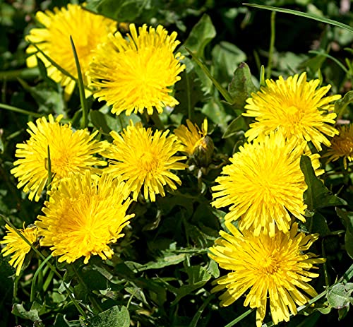 Gewöhnlicher Löwenzahn - Taraxacum officinale - Dandelion - 3000 Samen von Samen Schenker