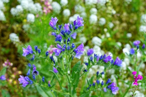 Gewöhnlicher Natternkopf - Blaue Natternkopf - Echium vulgare - 150 Samen Gewöhnlicher Natternkopf - Blaue Natternkopf - Echium vulgare - 150 Samen von Samen Schenker
