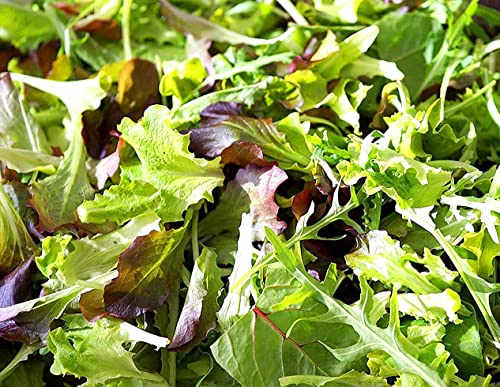 Gourmet Frühlingssalatmischung - Salate - 500 Samen von Samen Schenker