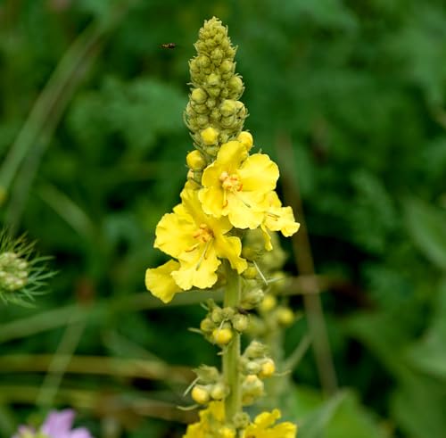 Großblütige Königskerze – Verbascum densiflorum – Zweijährige Wildstaude mit Heilkraft – 2000 Samen Großblütige Königskerze – Verbascum densiflorum – Zweijährige Wildstaude mit Heilkraft – 2000 Samen von Samen Schenker