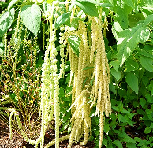 Grüner Garten-Fuchsschwanz - Amaranthus caudatus viridis - Amarant - Amaranth - 2000 Samen von Samen Schenker