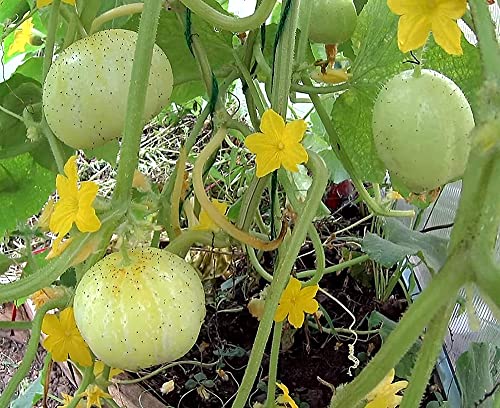 Zitronengurke Crystal Lemon – Zitronengurke - Außergewöhnlich, erfrischend, mild - 25 Samen von Samen Schenker