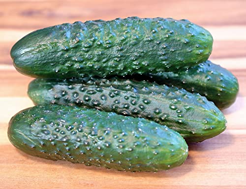 Gurke Marketmore 76 - Salatgurke - 20-25 cm in Länge - sehr ertragreich - 20 Samen von Samen Schenker