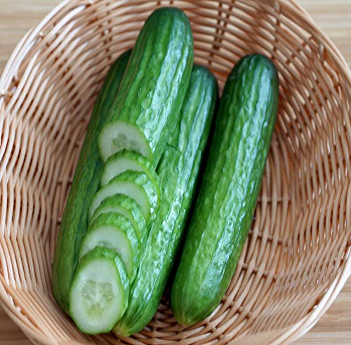 Gurke Tendergreen - Salatgurke - süß, zart, nicht bitter und ertragreich - 20 Samen von Samen Schenker