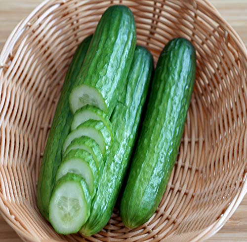 Salatgurke Tendergreen – Knackig, erfrischend, nicht bitter - Gurke - 20 Samen von Samen Schenker