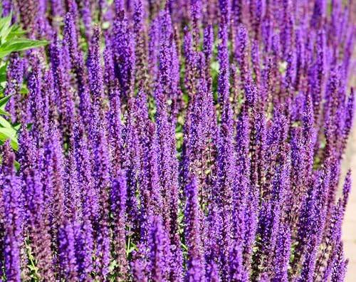 Hain-Salbei – Salvia nemorosa – Aromatisch & Mehrjährig – Freude für Bienen und Garten – 500 Samen Hain-Salbei – Salvia nemorosa – Aromatisch & Mehrjährig – Freude für Bienen und Garten – 500 Samen von Samen Schenker
